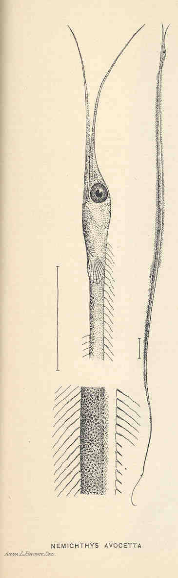 Nemichthys scolopaceus Richardson, 1848